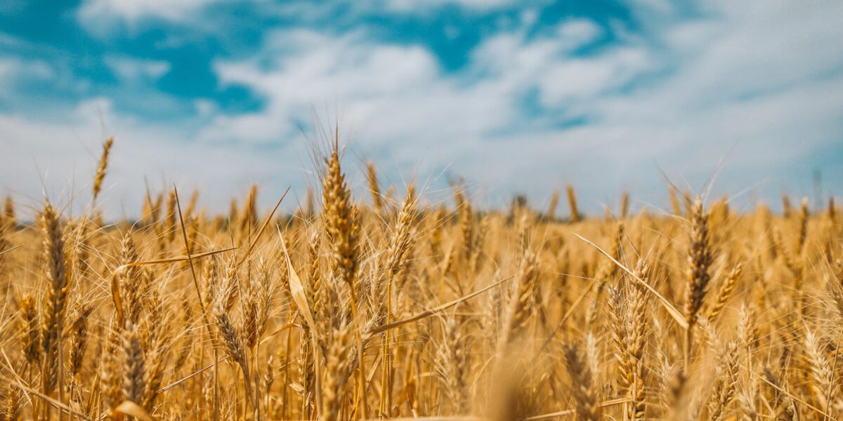 A Scene of God’s Favor | Ruth 2:1–13