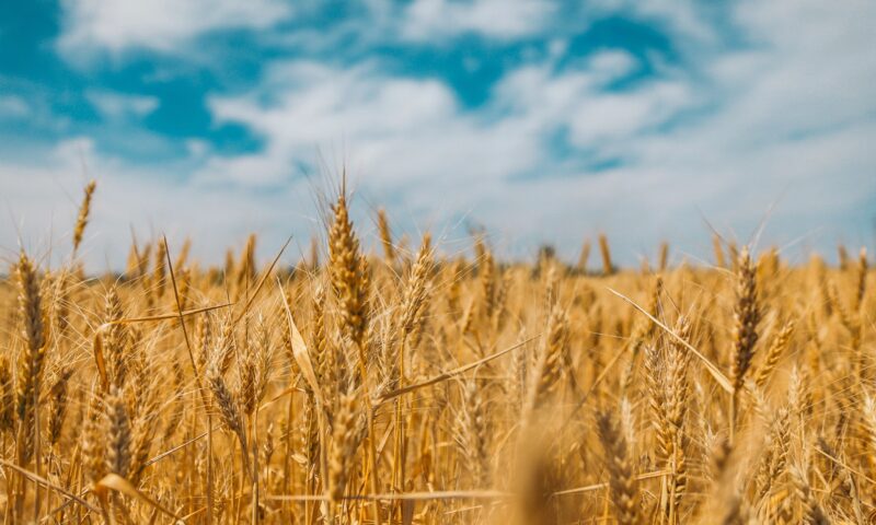 A Scene of God’s Favor | Ruth 2:1–13